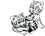 tigre