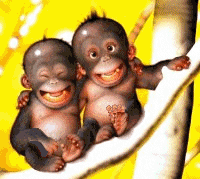 singe rigolos
