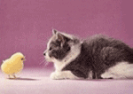 chat
