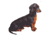 chien